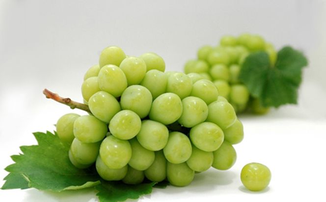 【 小豆島 】島育ち！ハウスシャインマスカット　1房化粧箱入り 600g以上 果物類 ぶどう ブドウ フルーツ 果物 