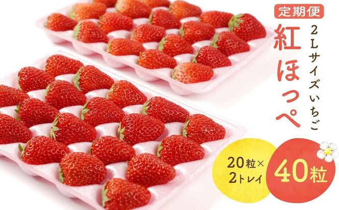 【2027年発送！3か月定期便】2Lサイズ 静岡いちご「紅ほっぺ」40粒　総重量約600ｇ　【20粒（約300ｇ）×2トレイ】 数量限定　人気　リピート多数 222232_DD006