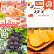 〈定期便〉【7・9・10月 全3回】紀州和歌山産旬のフルーツセット(桃・ピオーネ・ひらたねなし柿) ｜フルーツ ふるーつ 果物 くだもの 詰め合わせ 果物定期便 もも ぶどう かき 国産 産地直送 美浜町