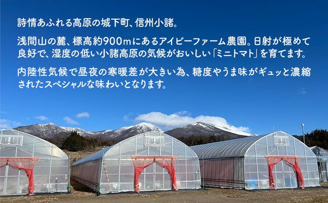 【お試し】 スイートフルージュ 約500g アイビーファーム ミニトマト 長野 信州 小諸 産地直送