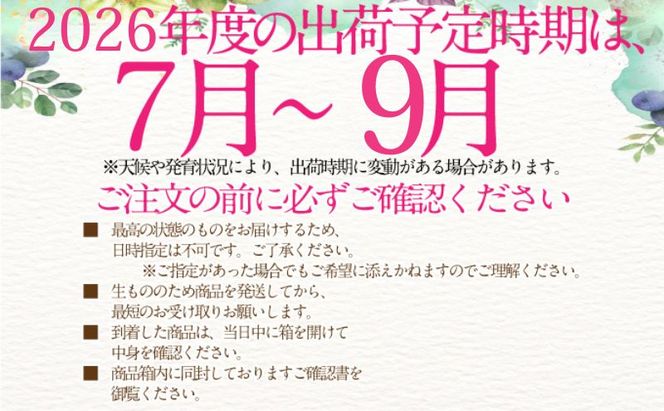 2026年予約受付中 シャインマスカット 晴王 7月8月9月に1回づつ出荷  3回 定期便 2房 1.4kg 人気 岡山県産 種無し 皮ごと食べる みずみずしい  フレッシュ 晴れの国 おかやま 果物大国 ハレノフルーツ