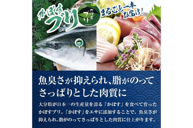 【水揚げ次第お届け】米水津産かぼすブリ(約4kg以上)まるごと一本 期間限定 ブリ 鮮魚 刺身 刺し身 さしみ 鰤 ぶり 煮付け 大分県 佐伯市【EW065】【Up】