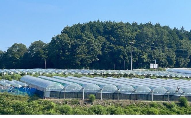 訳あり 瀬戸ジャイアンツ 2房 合計1.0kg以上 産地直送 朝採れ ぶどう 葡萄 岡山 Kawahara Green Farm 岡山県産 2026年 