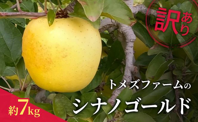 シナノゴールド（訳あり） 約7kg　トメズファーム　りんご　長野　信州　小諸　果物　フルーツ