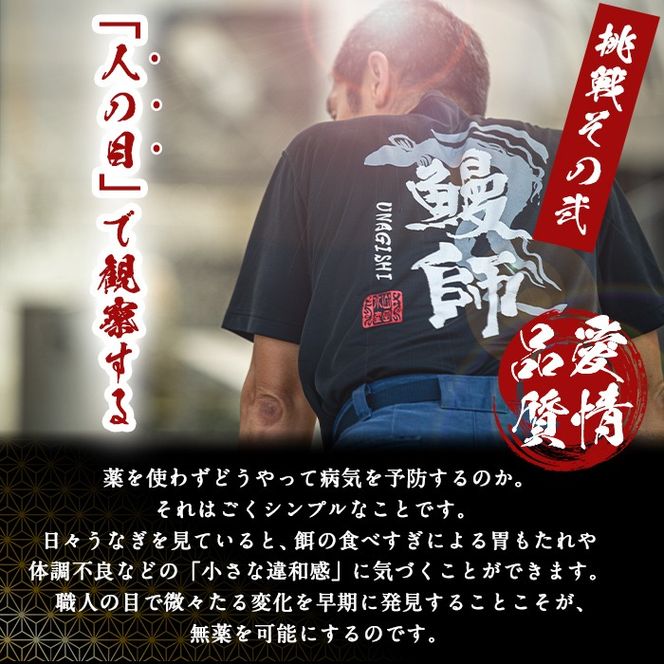 【無薬養鰻】 鹿児島産 山田のうなぎ ＜計960g以上＞ (160g以上×6尾) c6-079