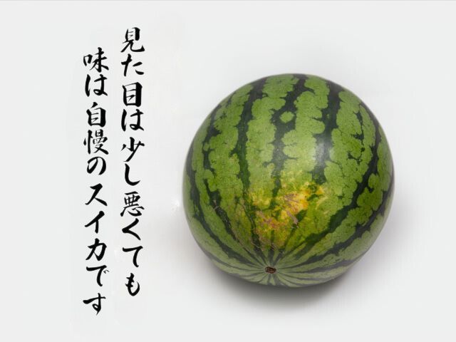 先行予約 訳あり 工藤さんが作ったスイカ 2玉 約7～8kg 品種おまかせ スイカ すいか 果物 くだもの フルーツ 旬の果物 旬のフルーツ 季節のフルーツ デザート 訳アリ 青森 青森県 鰺ヶ沢町