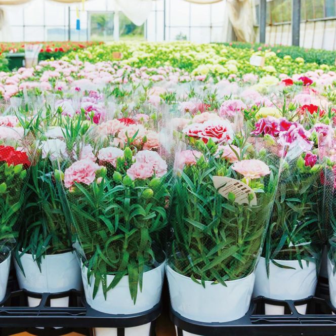 色とりどりのカーネーション （5号鉢） 3色セット 母の日 花 プレゼント (KAQ-1)