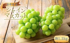 農家直送 朝採り シャインマスカット 約1.2kg  ［2026年・先行予約］ 	AO040 