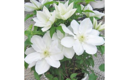 【先行予約】【長谷川園芸】国際園芸博覧会で最高賞受賞のクレマチス「北浜」５寸【母の日 ギフト プレゼント 贈答 花のある生活】 (AT211)