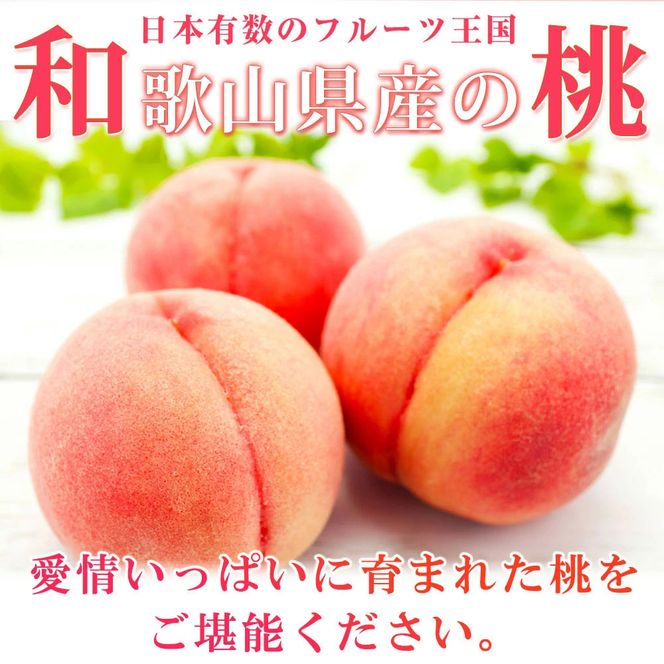 【全3回】紀州和歌山産旬のフルーツ定期便 (桃・梨・ピオーネ) / フルーツ 柑橘 和歌山 もも モモ 梨 なし ぶどう 葡萄 シャインマスカット ピオーネ 紫苑 【tkb424】