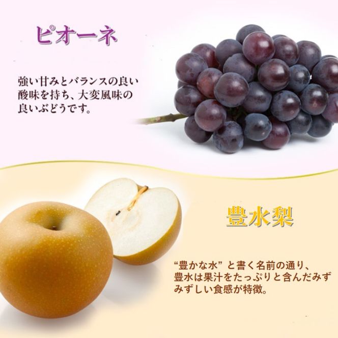 2026年 早期受付 岡山県産 岡山の梨(約300g×2玉)・ピオーネ(約500g×1房) 詰合せ 梨 ピオーネ ぶどう ブドウ 葡萄 果物 フルーツ