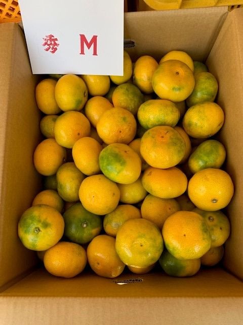 極早生みかん 赤秀品 Мサイズ 5kg CC19