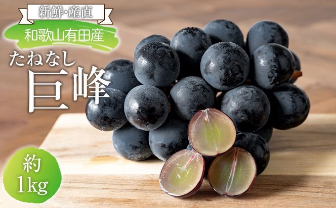 ［先行予約］[新鮮・産直]和歌山有田産のたねなし巨峰約1kg★2026年8月上旬頃より順次発送 BZ137