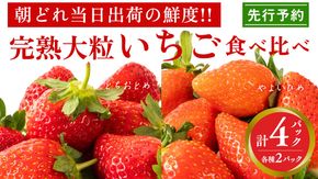 完熟 やよいひめ ・ とちおとめ 食べ比べ 4パック 先行予約 大粒 イチゴ 苺 いちご フルーツ 果物 [AF006ci]