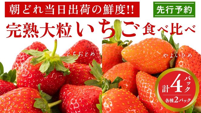 完熟 やよいひめ ・ とちおとめ 食べ比べ 4パック 先行予約 大粒 イチゴ 苺 いちご フルーツ 果物 [AF006ci]
