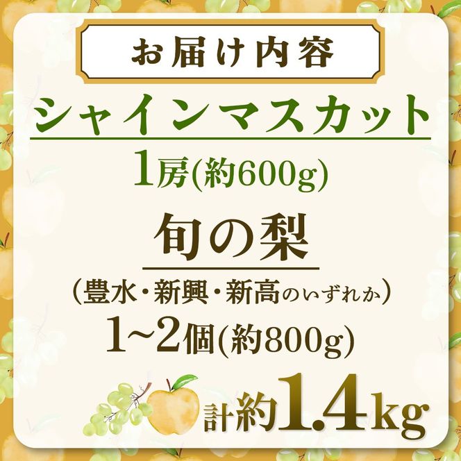 【期間限定】旬の梨とシャインマスカット 食べ比べセット 約1.4kg（シャインマスカット 梨 フルーツ 果物 詰合せ 豊水 新興 新高）