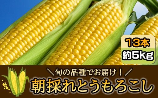 【先行予約】【6月中旬～7月上旬】朝採れとうもろこし 約5kg 13本 旬の品種でお届け！ SMBQ001