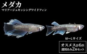 マリアージュキッシングワイドフィン M～Lサイズ前後４匹（２ペア）+２匹 選別あみ２本セット 生き物 魚 かわいい きれい ヒレ 個体 メダカ 保冷剤 生体 安全 オス メス 