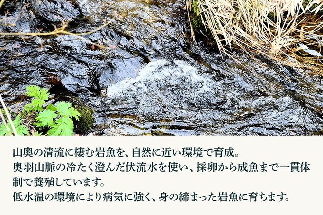岩魚（イワナ）活け〆 内臓処理済み 氷詰め 10匹 長四郎|02_csr-010301