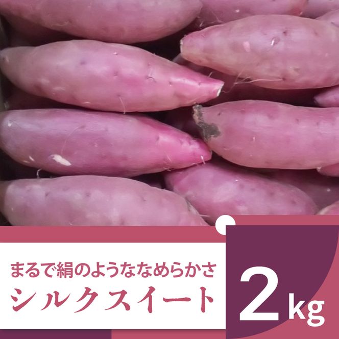 【2025年11月より順次発送】2025年度産 まるで絹のようななめらかなさつまいも シルクスイート 約2kg｜さつまいも 芋 お芋 シルクスイート 渋谷農園 先行予約 茨城県 行方市(BZ-57)