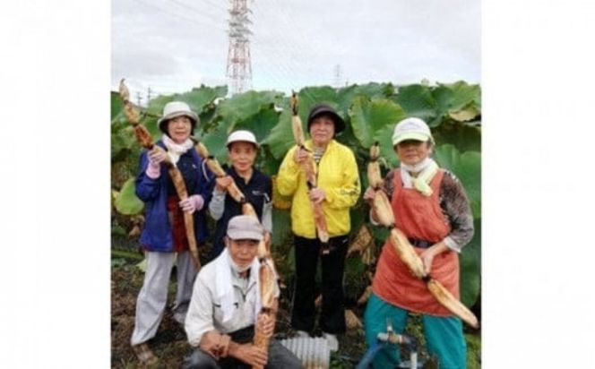 門真れんこん『れんちゃん』2.0kg【門真れんこん　れんこん　もっちりとした食感　河内レンコン　幻のレンコン　甘みが強い 鉄分を多く含む粘土質の土壌 大阪府 門真市 】 272230_BF006