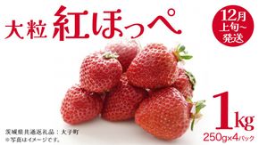 紅ほっぺ 大粒 250g（8～12粒）×4パック【2025年12月上旬発送開始】(茨城県共通返礼品：大子町) いちご 苺 果物 フルーツ 果実