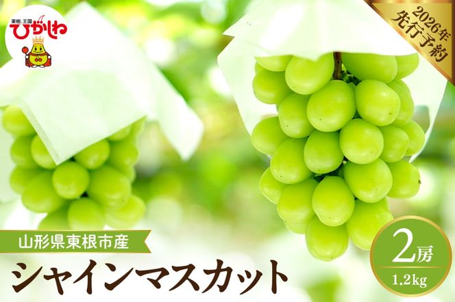 【2026年産先行予約】 シャインマスカット 約1.2kg (2房入) 山形県 東根市 hi026-054