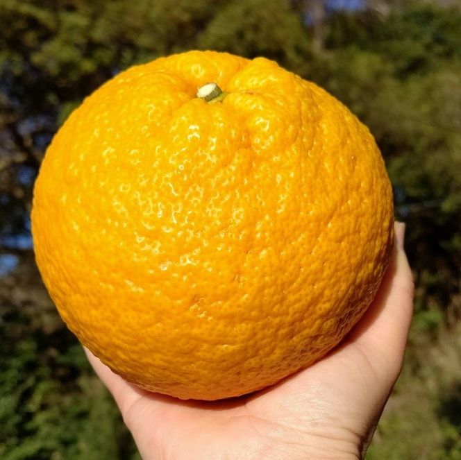 甘夏8kg | 数量限定 あまなつ 夏みかん 柑橘 かんきつ くだもの フルーツ 国産 愛知県 知多半島 美浜町 農家直送 産地直送 ※北海道・沖縄・離島への配送不可 ※2026年4月上旬～5月下旬頃に順次発送予定