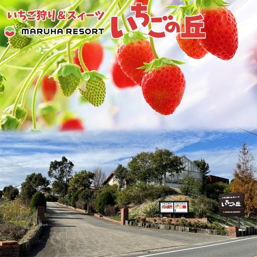 まるは食堂 マルハリゾート いちごの丘 『訳あり』 完熟 冷凍いちご 500g | 訳あり いちご イチゴ 冷凍 国産 完熟 スムージー ジャム ヨーグルト シャーベット デザート アイス おやつ 果物 フルーツ 愛知県 美浜町 ※北海道・沖縄・離島への配送不可