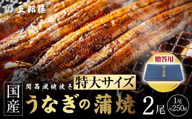 015B754 【贈答用】五郎藤 関西風地焼き 国産有頭旨鰻 250g×2尾 計約500g 特大 うなぎ ウナギ 蒲焼き 炭火