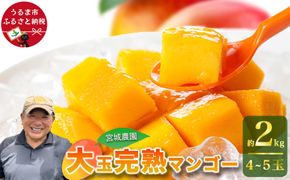 宮城農園の完熟マンゴー　約2kg（4～5玉）【 先行予約 2026年発送 】