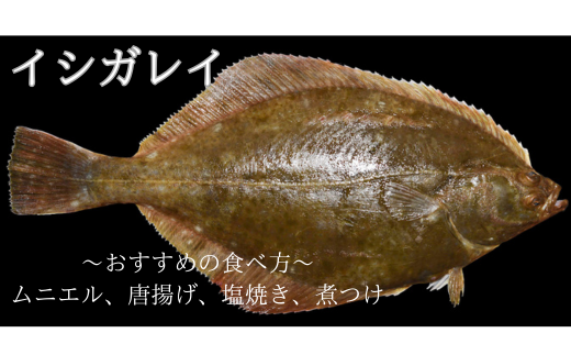 漁師直送！お任せ魚介類の詰め合わせ 1.5kg～2kg 【オリジナルクリアファイル付き】【期間限定1月～3月発送】【0tsuchi01412】