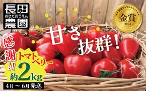 【2027年度予約分】約2kg！甘さ抜群!!トマト嫌いでも食べられるトマトベリー 4月～6月発送 野菜ソムリエサミット 金賞 受賞 長田農園 産地直送 トマト とまと 野菜 やさい フルーツ サラダ 濃厚 甘い ご褒美 プレゼント 美容 健康 リピート多数 人気 高評価 数量限定 碧南市 H004-196