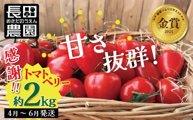 【2027年度予約分】約2kg！甘さ抜群!!トマト嫌いでも食べられるトマトベリー 4月～6月発送 野菜ソムリエサミット 金賞 受賞 長田農園 産地直送 トマト とまと 野菜 やさい フルーツ サラダ 濃厚 甘い ご褒美 プレゼント 美容 健康 リピート多数 人気 高評価 数量限定 碧南市 H004-196