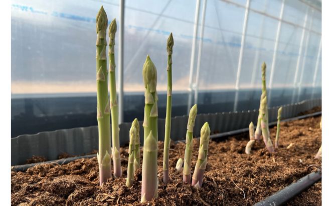 JA香川県　冷凍アスパラ(さぬきのめざめ)8袋 372013_KF011