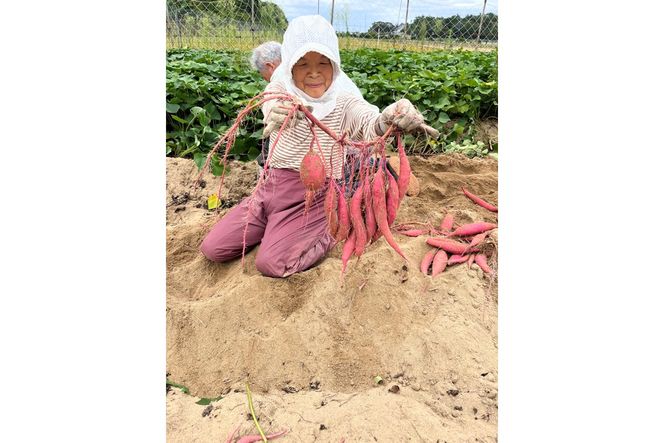 【先行予約／数量限定】訳あり 京丹後産 土付き 紅はるか（さつまいも） 5kg（2026年11月上旬～発送） ご家庭用（優品・無洗・無洗別・特大込み）　HF00015