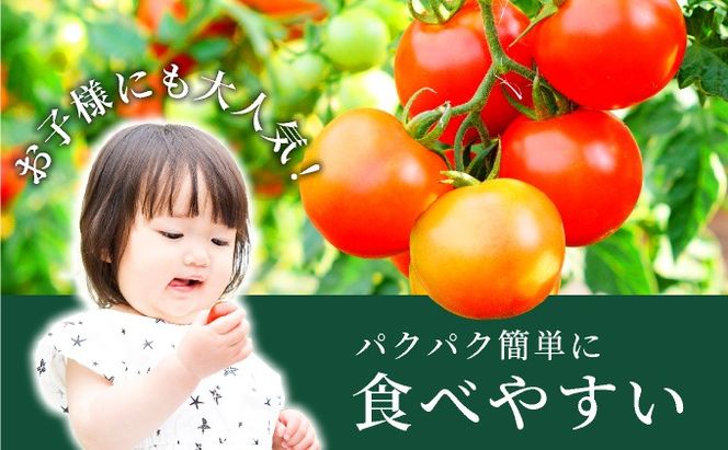 ＜先行予約＞北海道伊達産 ミニトマト 甘っこ 3kg【55250940】とまと 甘い 野菜 やさい 人気 新鮮 産地直送 農家直送 先行受付