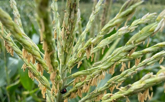 【先行受付】 とうもろこし ピュアホワイト 約4kg （11～16本） トウモロコシ 白いとうもろこし 白いスイートコーン コーン 野菜 【2026年6月上旬から6月下旬発送予定】