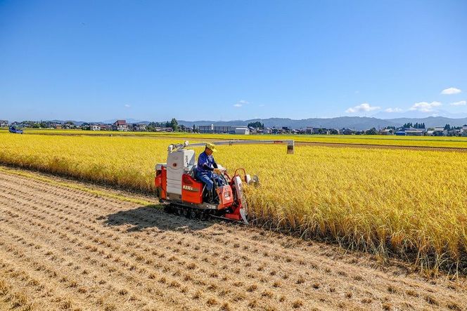 ＜定期便・全6回＞【令和7年産】魚沼産コシヒカリ「イネノハ 」精米(5kg×4)×6回 お米 白米 ご飯 産地直送 ミネラル 栄養分 こだわり 人気 新鮮 