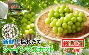 テレビで紹介されました！【先行予約】【令和8年発送】農家直送！ 新鮮！ 朝づみ シャインマスカット 1.5kg (3～4房) フルーツ 果物 贈答 大分県産 採れたて_2537R-2