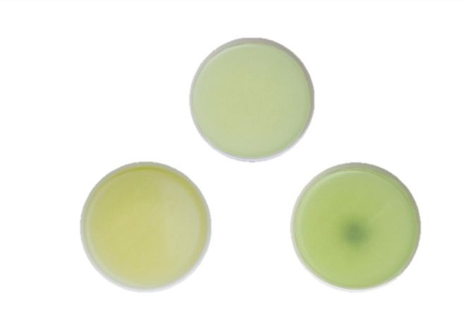 手摘み玉露と宇治茶2種のお詰合せ～宇治田原最高茶師～〈お茶 茶 煎茶 緑茶 茶葉 玉露 手摘み玉露 雁が音 茎茶 詰合せ 最高茶師 大臣賞 飲料 加工食品〉 