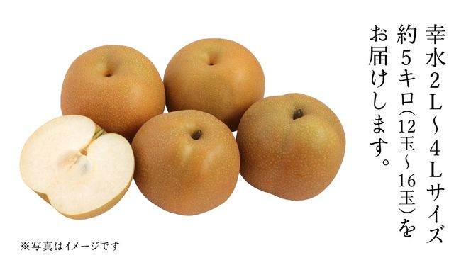 茨城県産 梨 幸水 サイズ おまかせ （2L～ 4L ） 5kg（ 12～16玉 ）【2026年8月中旬発送開始】 (茨城県共通返礼品：大子町) 梨 なし ナシ 果物 くだもの 季節 フルーツ デザート 旬果