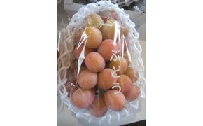 964.北条砂丘地産ぶどう クインニーナ 2房 1kg以上 果物 くだもの 葡萄 ぶどう 313726_AQ014