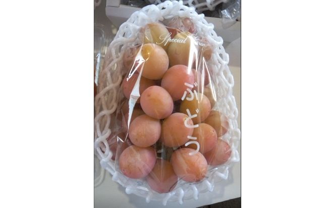 964.北条砂丘地産ぶどう クインニーナ 2房 1kg以上 果物 くだもの 葡萄 ぶどう 313726_AQ014