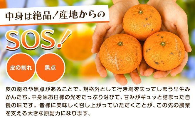 みかん 超訳あり早生みかん 約5kg 約10kg  《12月上旬-2月上旬頃出荷》 和歌山県 日高川町 みかん ミカン 早生みかん 蜜柑 柑橘 訳あり 果物 くだもの フルーツ 青果物---wshg_dsk98_12j2j_26_7000_5---