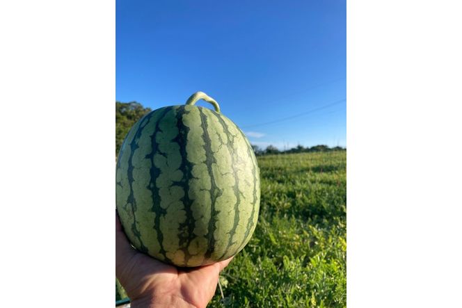 【先行予約】京丹後・俵野産 小玉スイカ 姫甘泉 1玉（2026年7月中旬～発送） IU00002