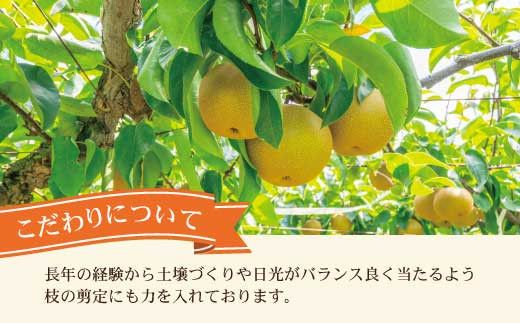 【先行予約】高知県土佐市産 梨（秋月）約5kg 10～12玉 〈2026年9月10日頃～9月30日頃発送〉 あきづき なし ナシ 5キロ 国産 フルーツ 果物 くだもの デザート スイーツ 旬 甘い 果汁たっぷり ジューシー【株式会社とさもん】[BQAE021]