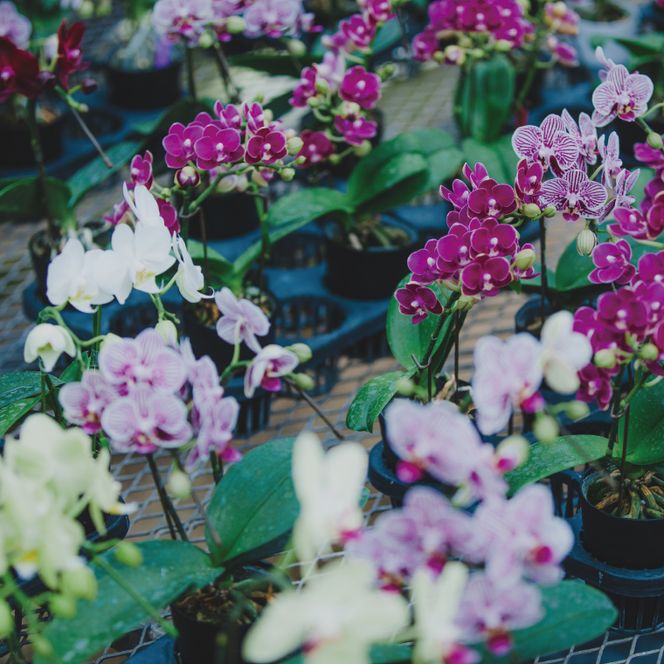 おまかせミニ胡蝶蘭（単鉢・7輪以上）3鉢セット【お花 花 コチョウラン 胡蝶蘭 蘭 贈り物 プレゼント 誕生日 お祝い 誕生日 母の日 父の日 敬老の日 鹿嶋市 茨城県】（KAR-8）