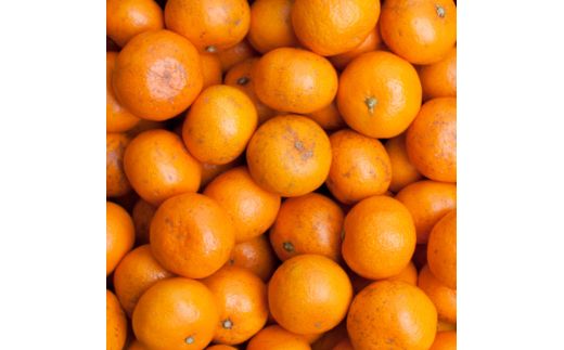 家庭用 小さな 有田 みかん (S以下) 2.5kg+250g ※11月発送 / 温州みかん 有田みかん 訳あり 甘い 光センサー選果 果物 柑橘 和歌山 ※北海道・沖縄・離島への配送不可 【ikd004-cs-2d5-novC】