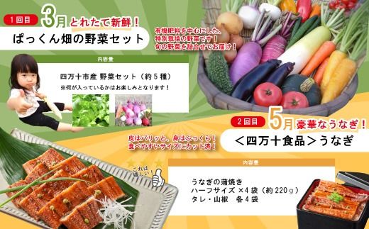 【年末限定】 5回 定期便 四万十 人気 グルメ お楽しみ定期便 しまんと ふるさと 定期便 5万円 Aコース 今だけ 年末 限定 野菜 農家 ベジタブル うなぎ ウナギ パン 冷凍パン 山食パン 魚 魚介 タタキ たたき 鰹 かつお カツオ ぶしゅかん 塩タタキ 柑橘 フルーツ みかん 温州みかん オレンジ 人気グルメ お楽しみ ごちそう 贅沢 豪華 高知 四万十市 25-613